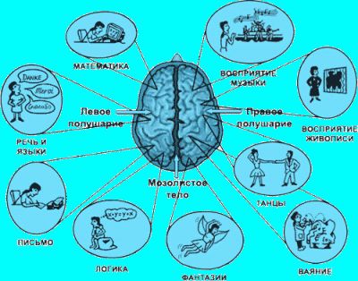 5 Советов, как развить левое полушарие мозга
