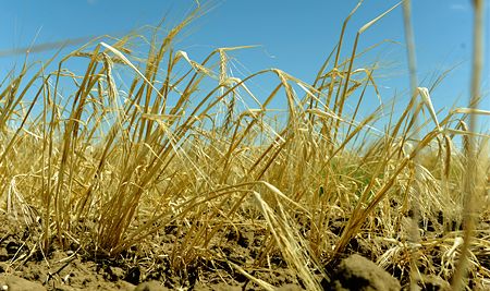 В россии от засухи погибло 1,7 млн гектаров посевов